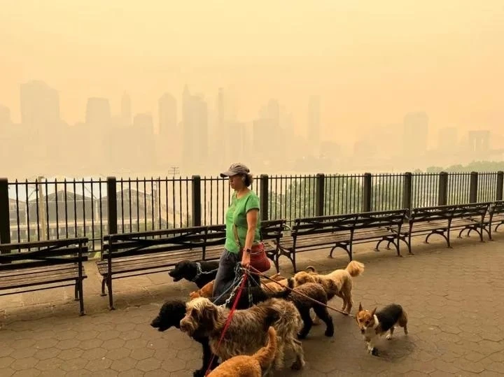 一条视频获百万关注！狗狗口罩走红TikTok，北美山火催生新机遇？