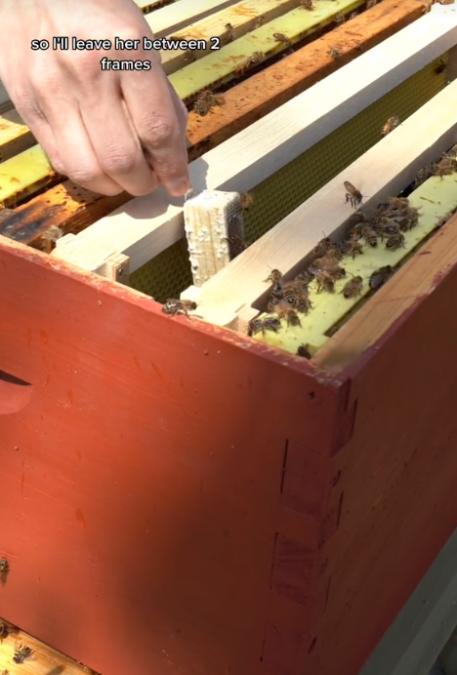 TikTok上的蜜蜂传奇：权力斗争与蜂蜜销量的崛起